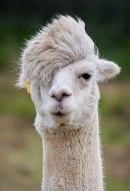 llama